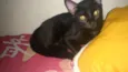 PINGO