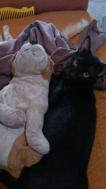 Gato ra a  idade 2 a 6 meses nome PINGO