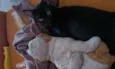 PINGO