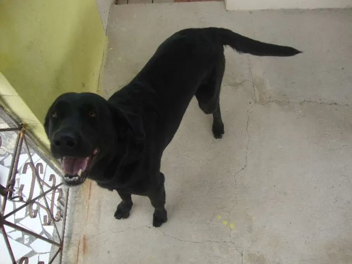 Cachorro raça Labrador idade 2 anos nome Lady