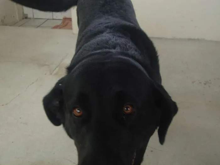 Cachorro raça Labrador idade 2 anos nome Lady