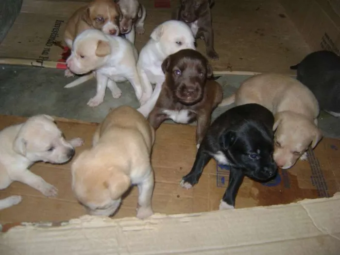 Cachorro raça vira-lata idade Abaixo de 2 meses nome vira-latas