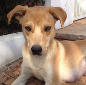 Cachorro raça SRD idade 5 anos nome Cleo