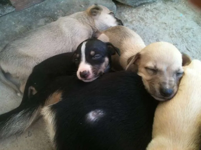 Cachorro ra a mestiço idade 2 a 6 meses nome iena,sabida e ruck