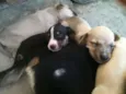 iena,sabida e ruck