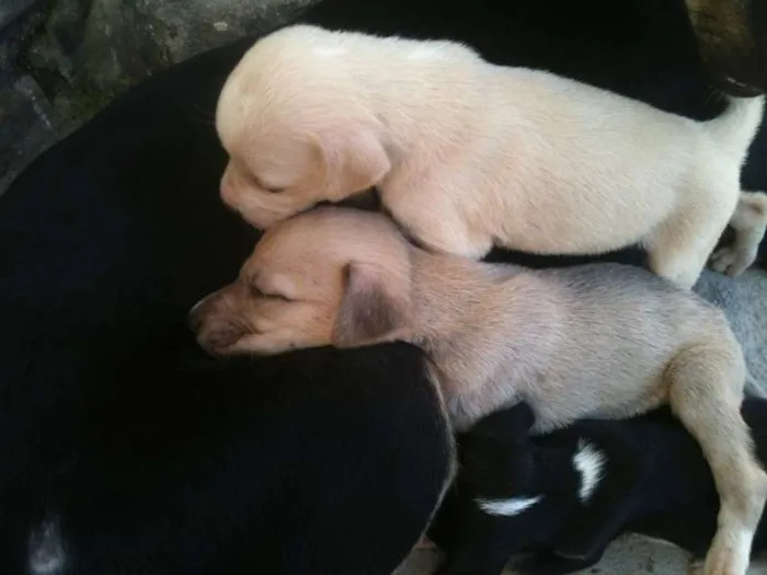 Cachorro ra a mestiço idade 2 a 6 meses nome iena,sabida e ruck