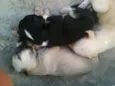 iena,sabida e ruck