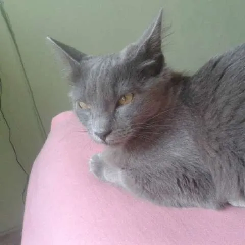 Gato raça sem raça idade 2 a 6 meses nome nicole