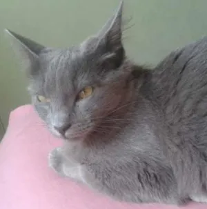 Gato raça sem raça idade 2 a 6 meses nome nicole