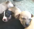 iena,sabida e ruck