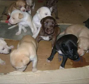 Cachorro raça vira-lata idade Abaixo de 2 meses nome vira-latas