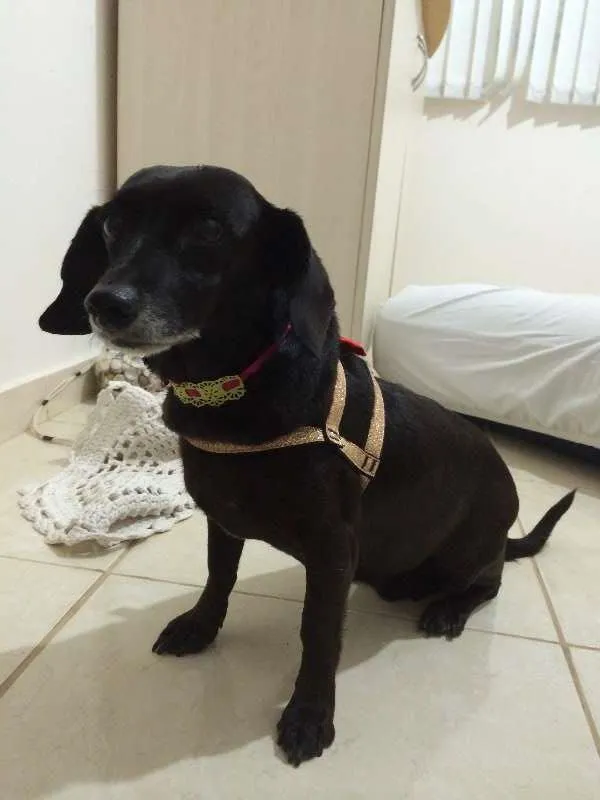 Cachorro ra a Desconhecida idade  nome Duda