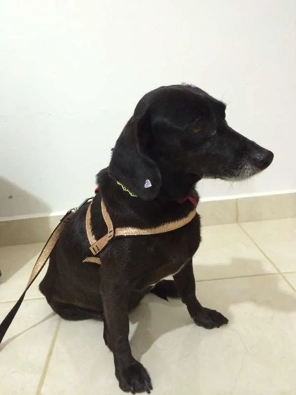 Cachorro ra a Desconhecida idade  nome Duda