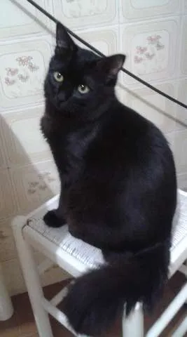 Gato ra a sem raça definida  idade 7 a 11 meses nome Kurokin 