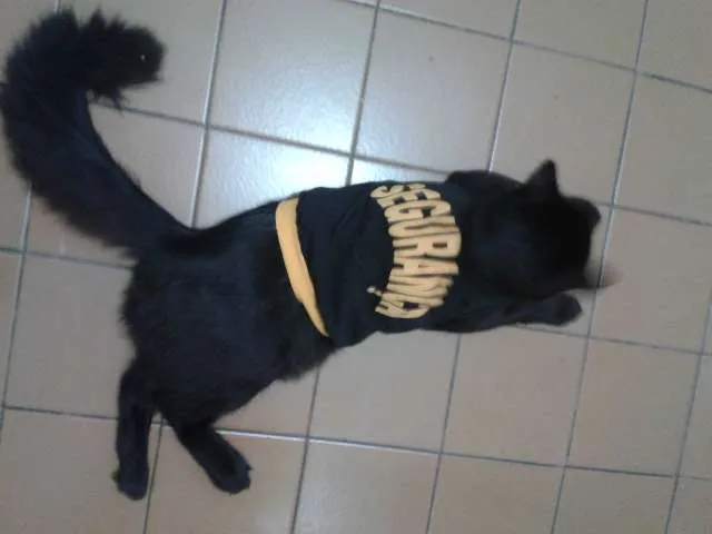 Gato ra a sem raça definida  idade 7 a 11 meses nome Kurokin 