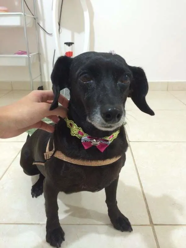 Cachorro ra a Desconhecida idade  nome Duda