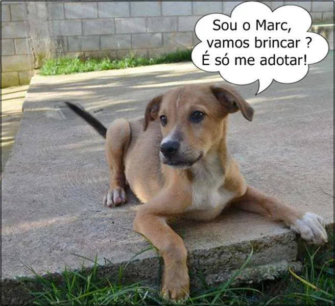 Cachorro ra a SRD idade 1 ano nome MARC, 1 aninho, um 