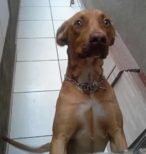 Cachorro raça  idade 1 ano nome Thor