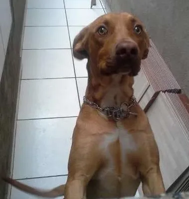 Cachorro ra a idade 1 ano nome Thor