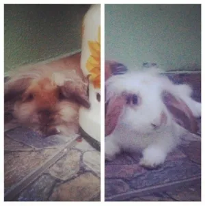 Cachorro raça Coelho Mini idade 7 a 11 meses nome Nala e Bela