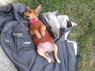 Cachorro ra a Maltês idade 2 a 6 meses nome LOLA