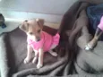 LOLA