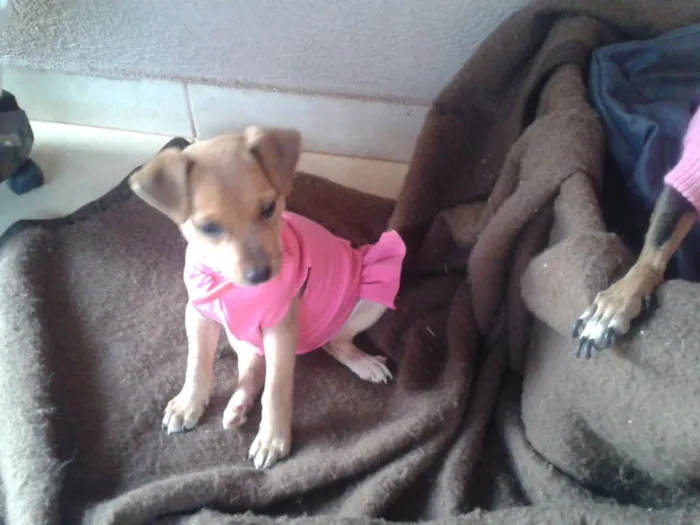 Cachorro ra a Maltês idade 2 a 6 meses nome LOLA