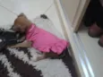 LOLA