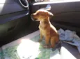 LOLA