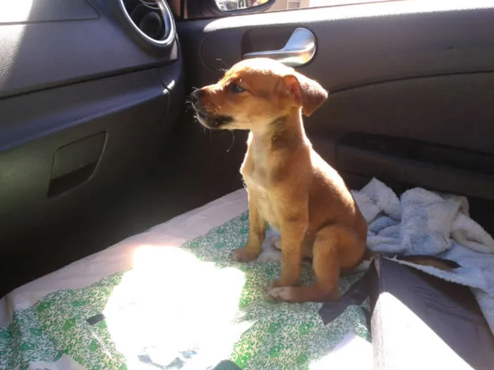 Cachorro ra a Maltês idade 2 a 6 meses nome LOLA