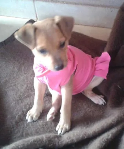 Cachorro ra a Maltês idade 2 a 6 meses nome LOLA