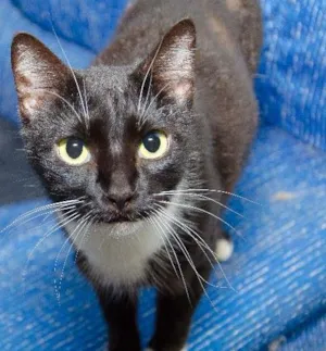 Gato raça SRD idade 3 anos nome Leanne