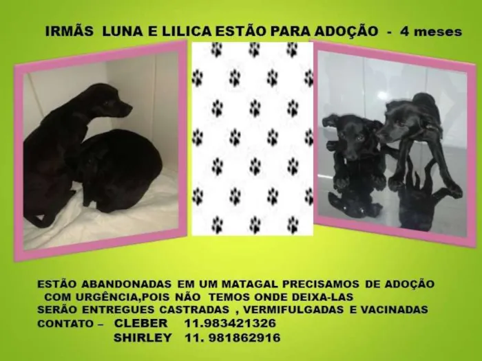 Cachorro ra a SRD idade 2 a 6 meses nome Luna e Lilica 