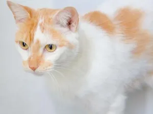 Gato raça SRD idade 2 anos nome Harry