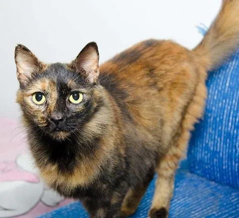 Gato raça SRD idade 2 anos nome Pansy