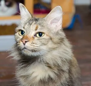 Gato raça SRD idade 3 anos nome Petunia