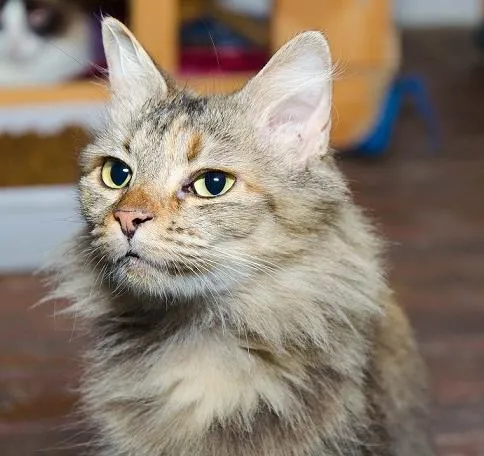 Gato ra a SRD idade 3 anos nome Petunia