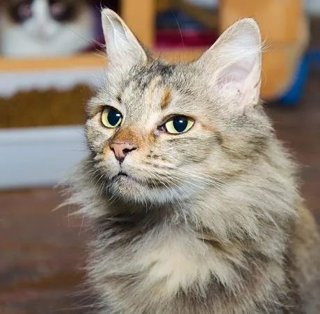 Gato ra a SRD idade 3 anos nome Petunia