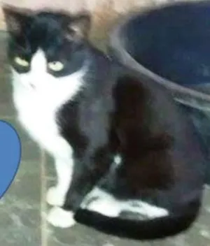 Gato raça SRD idade 7 a 11 meses nome Belo