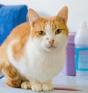 Gato raça SRD idade 1 ano nome Minerva
