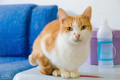 Gato ra a SRD idade 1 ano nome Minerva