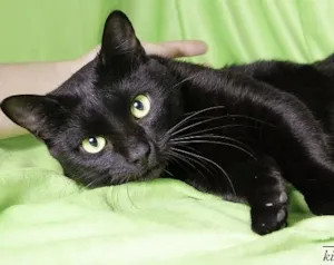 Gato raça SRD idade 7 a 11 meses nome Carlinhos