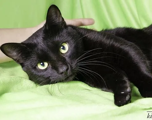Gato ra a SRD idade 7 a 11 meses nome Carlinhos
