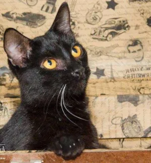 Gato raça SRD idade 1 ano nome Ronald
