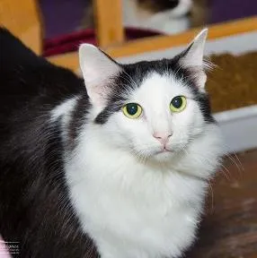 Gato raça SRD idade 2 anos nome Santos
