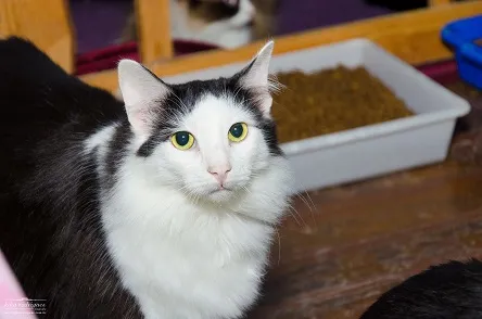 Gato ra a SRD idade 2 anos nome Santos