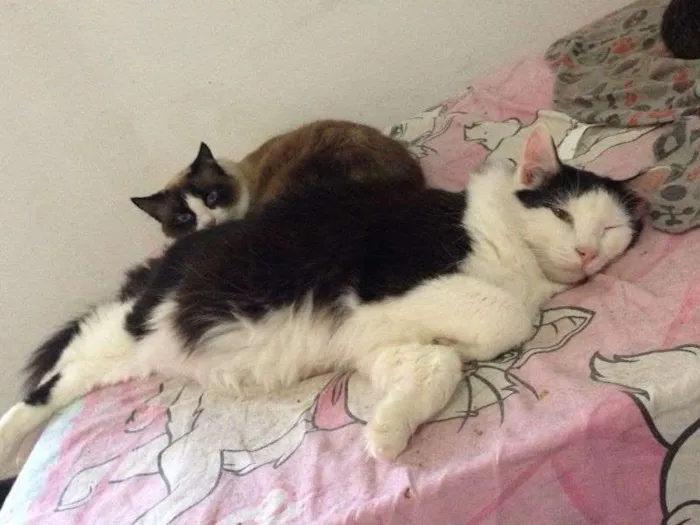 Gato ra a SRD idade 2 anos nome Santos
