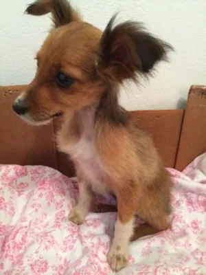 Cachorro raça Vira Lata idade 2 a 6 meses nome Lulu 