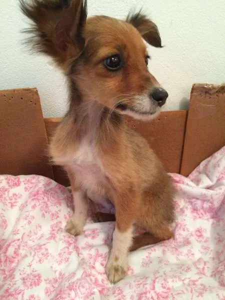 Cachorro ra a Vira Lata idade 2 a 6 meses nome Lulu 