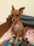 Lulu 